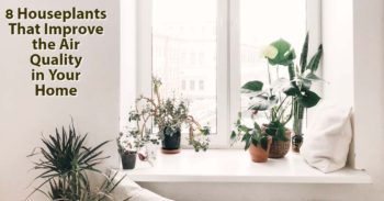 Houseplants that Improve Air Quality