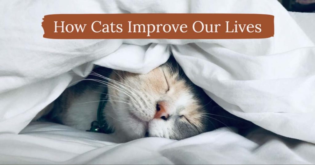 How Cats Improve Our Lives